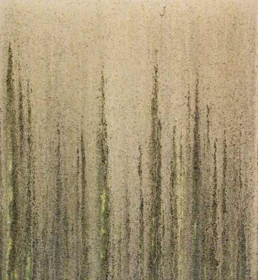 Santo – TA Caqui