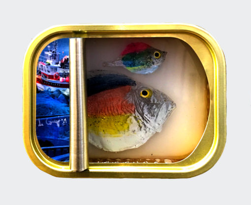 Ortaire de Coupigny - Sardines