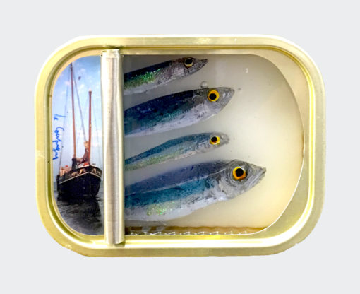 Ortaire de Coupigny - Sardines