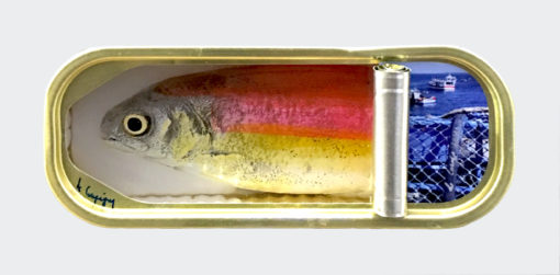 Ortaire de Coupigny - Sardines