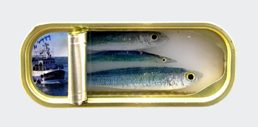 Ortaire de Coupigny - Sardines