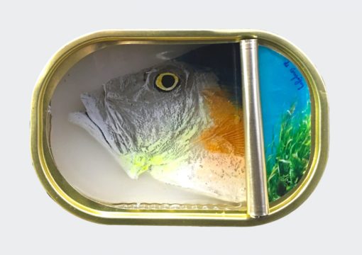 Ortaire de Coupigny - Sardines