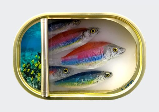 Ortaire de Coupigny - Sardines