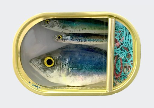 Ortaire de Coupigny - Sardines