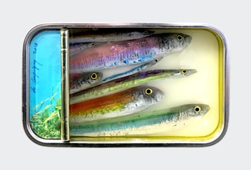 Ortaire de Coupigny - Sardines