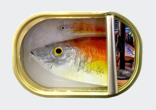 Ortaire de Coupigny - Sardines